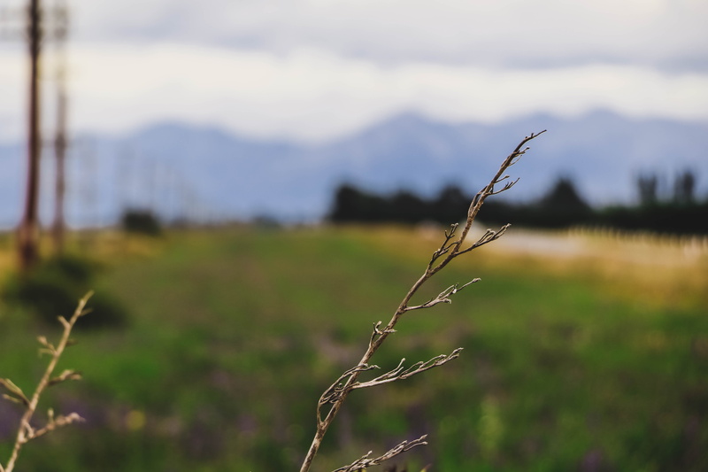 summer, christchurch, field, growth, beauty in nature, tranquil scene, tranquility, plant, sky, focus on foreground, 5K, close-up, land, nz, no people