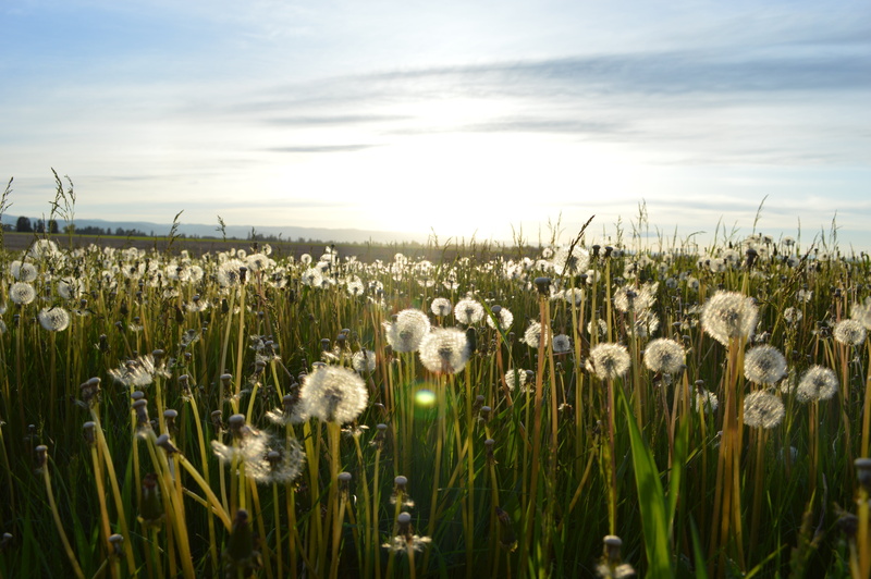 nature, agriculture, no people, dandelions, land, country, tranquility, flowers, 5K, grass, landscape, plant, field, flower, sky, farm, green, crop, freshness