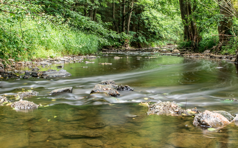 river, day, plant, animal wildlife, peaceful atmosphere, outdoors, photography, growth, tranquil scene, time lapse, rest, bank, floating on water, body