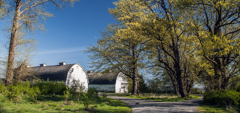 building exterior, farm, footpath, pasture, morning, land, autumn, cemetery, barns, plant, outdoors, wall art, clear sky, tree, spring, building, white