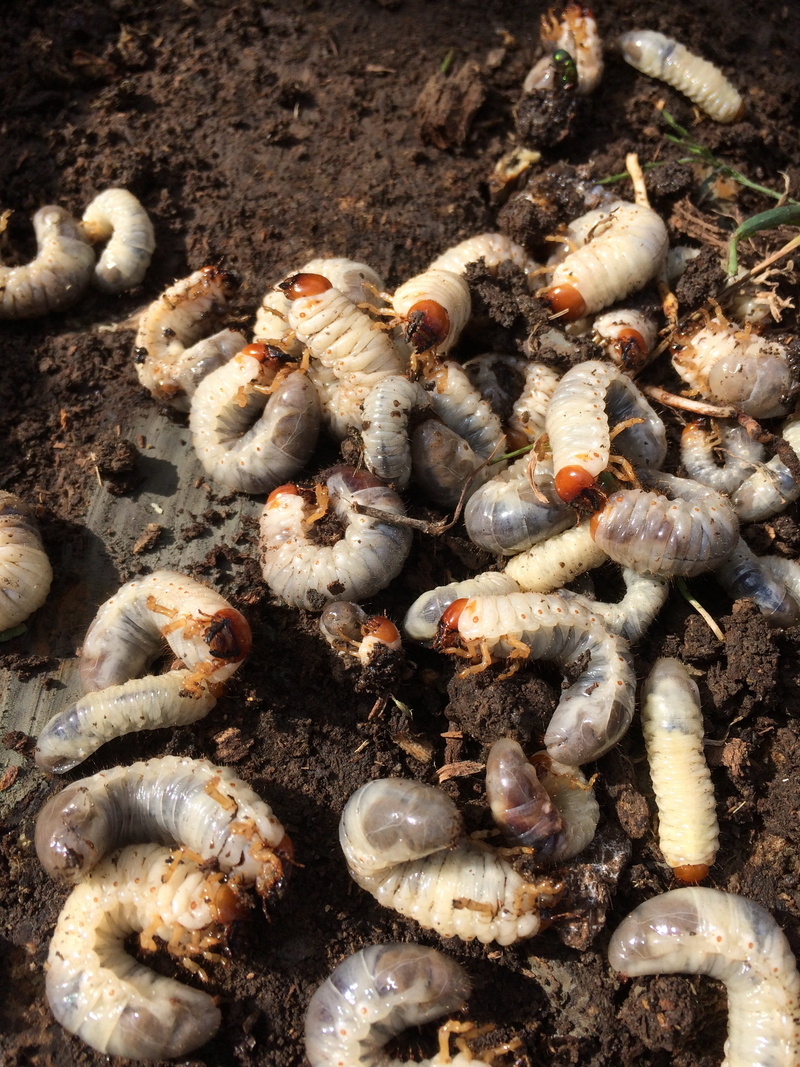 grub, nature, group of animals, invertebrate, marine, animal themes, worm, close-up, desktop, day, animals in the wild, land, no people, field, little