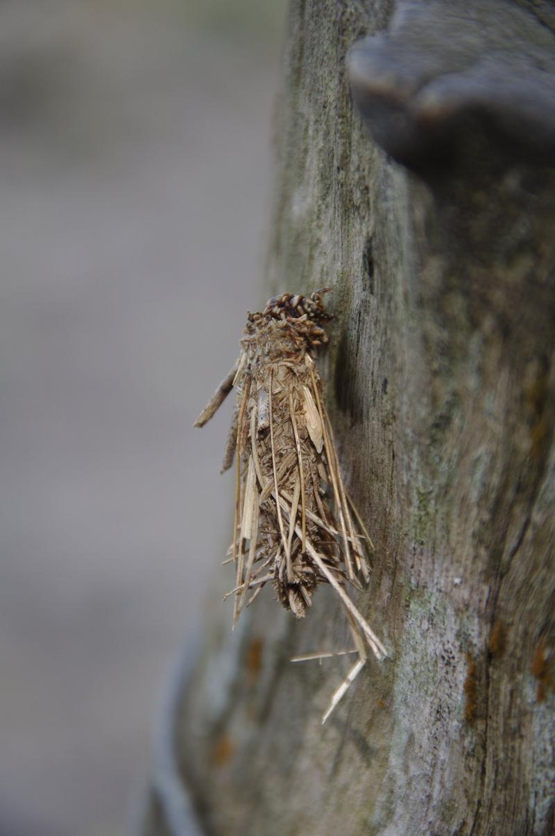 bark, twigs, tree trunk, trunk, 4K, worm, grub, wilted plant, selective focus, dry, animals in the wild, day, wood - material, no people, land, plant