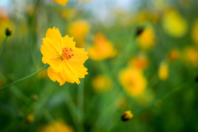 petal, fragility, no people, close-up, plant, growth, flower head, focus on foreground, yellow flowers, yellow, flower, vulnerability, beauty in nature