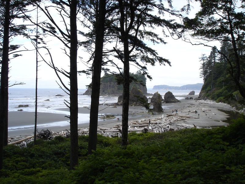 land, coast, driftwood, growth, scenics - nature, day, non-urban scene, beauty in nature, sky, no people, outdoors, 2K, water, rock formations, ruby beach