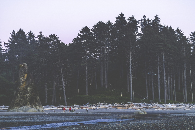 conifer, nautical vessel, plant, washington, fir, a6000, beach, water, person, near, beauty in nature, olympia, nature, non-urban scene, ruby beach, transportation