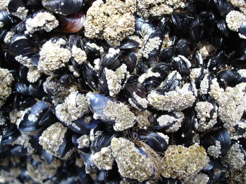 animal wildlife, mussels, animals in the wild, nature, large group of animals, day, low tide, sea life, shoreline, backgrounds, abundance, marine, group of animals