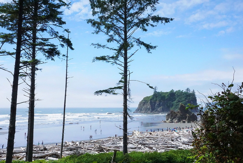 plant, tranquil scene, driftwood, islands, beauty in nature, united states, beach, nature, washington, trees, evergreen, scenics - nature, ruby beach, sea