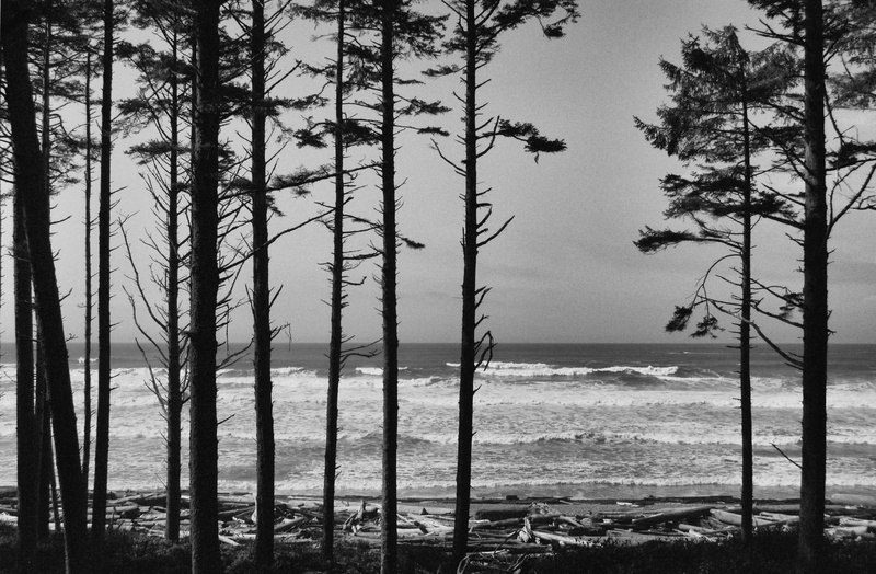 forest, day, scenics - nature, 4K, olympic national park, beauty in nature, water, ruby beach, sky, tranquil scene, no people, trees, land, tree, washington