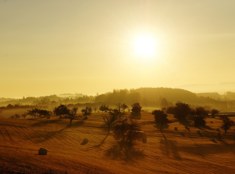 plant, field, Autumn, non-urban scene, Branches, outdoors, lens flare, environment, Lake, sunset, Sunrise, agriculture, Sunny, sunlight, Seasons, tranquil scene