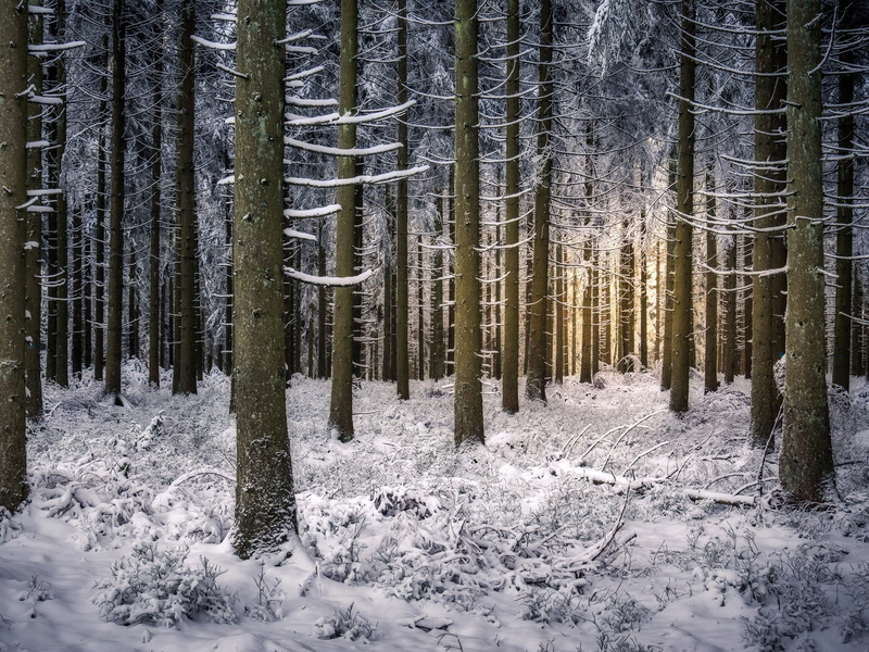 forest, germany, branches, winter, 1080P, trees, snow, baiersbronn, baden-wurttemberg