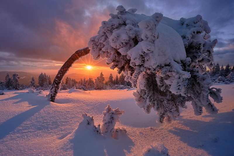 sunset, 1080P, winter, The black forest, Baden-Württemberg, Germany, Baden-Wurttemberg, Black Forest, frost, tree, snow