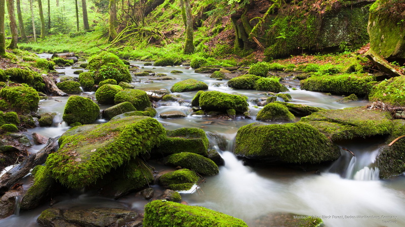baden, wurttemberg, 2K, black, monbach, germany, forest, Nature, valley