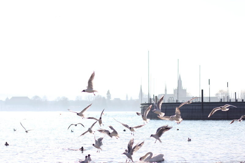 nature, seagulls, flying, animals in the wild, animal, konstanz, bird, copy space, waterfront, outdoors, water, large group of animals, lake, animal themes