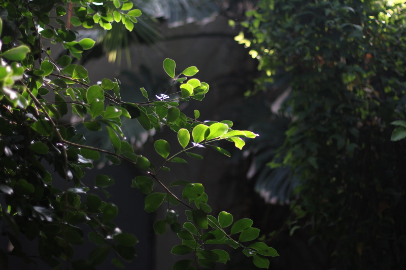 vulnerability, 5K, plant, green color, focus on foreground, outdoors, beauty in nature, day, growth, nature, konstanz, leaf, plant part, sunlight, tree