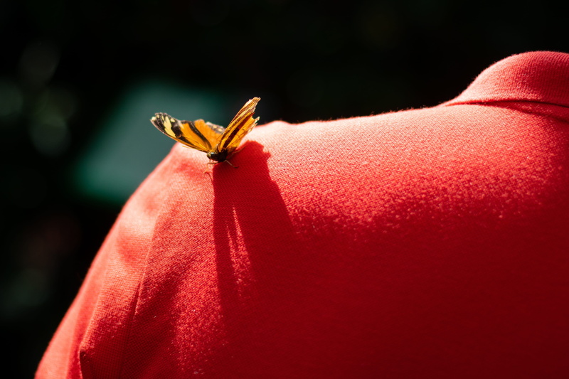 animal wildlife, 5K, germany, butterfly, tshirt, black background, insect, petal, konstanz, arachnid, schmetterling, beauty in nature, no people, animal themes