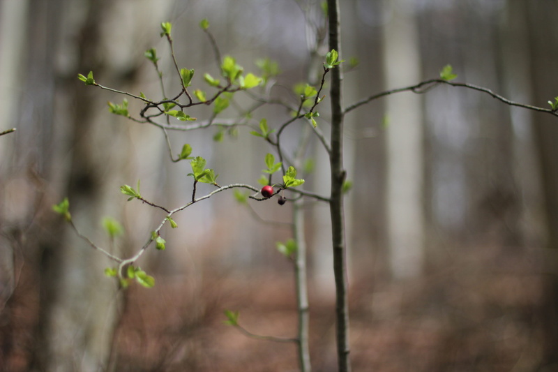 no people, outdoors, freiburg, tranquility, nature, day, vulnerability, plant stem, flower, growth, tree, germany, 5K, focus on foreground, berry, beauty in nature