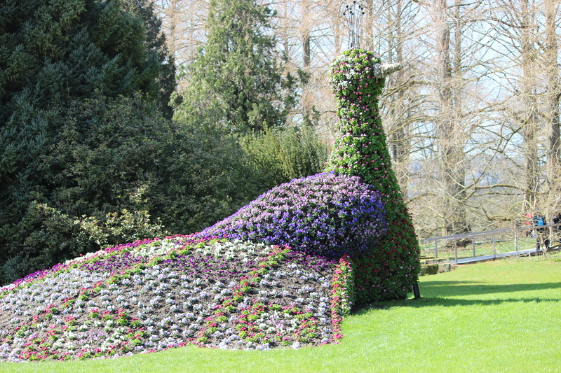 hedge, tranquility, green color, multi colored, garden, lake constance, peacock, trees, growth, flowerbed, ornamental garden, blue, mainau, beauty in nature