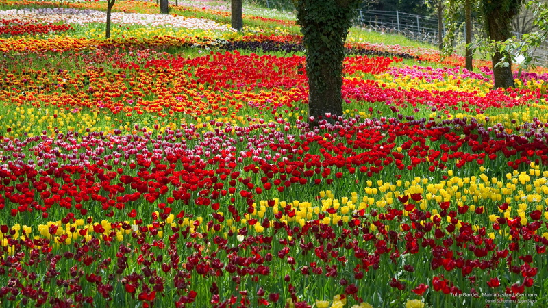 island, tulip, 2K, mainau, Flowers/Gardens, germany, garden