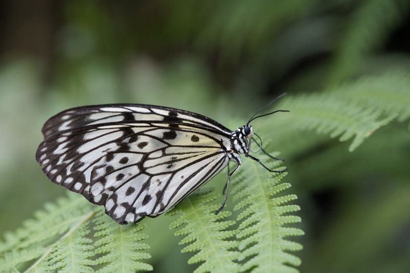 insect, animal themes, animal body part, animal, animals in the wild, black and white, focus on foreground, exotic, butterfly - Insect, idea leuconoe, butterfly house