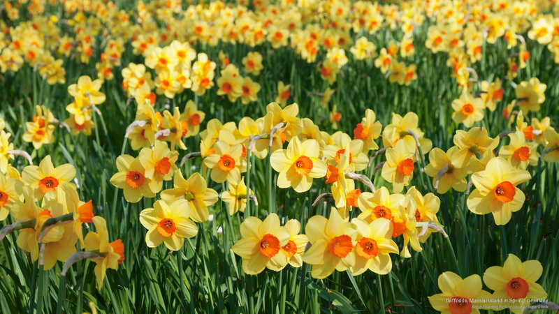 island, mainau, germany, daffodils, spring, Flowers/Gardens, 2K