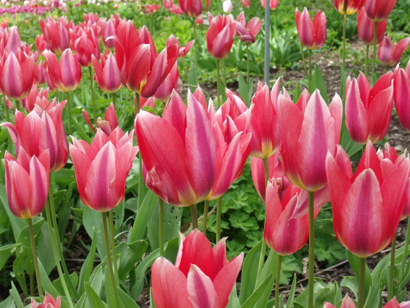 tulip, vulnerability, tulips, inflorescence, beauty in nature, day, flowerbed, plant, 2K, no people, land, green color, fragility, flower head, freshness