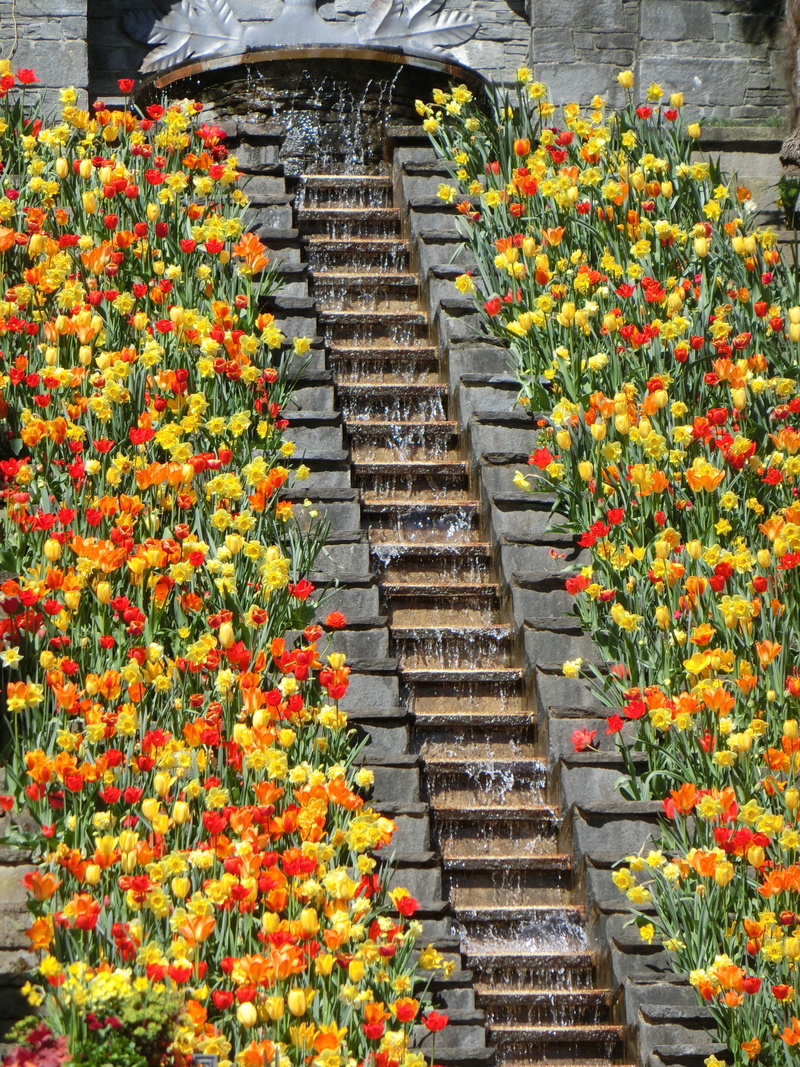 flower head, orange color, lake constance, flower, growth, steps and staircases, nature, tulips, architecture, vulnerability, yellow, outdoors, 4K, built structure