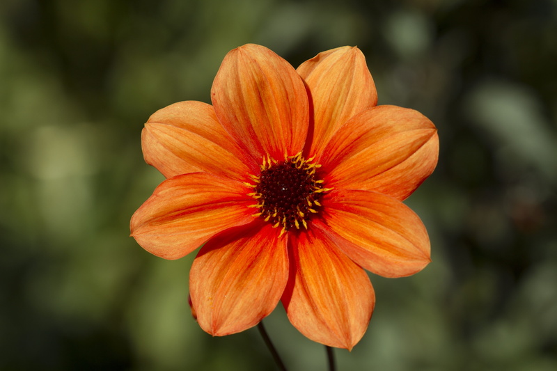 inflorescence, petal, green color, botany, mainau, late summer, 5K, pollen, dahlia flower, dahlia garden, plant, no people, fragility, growth, freshness