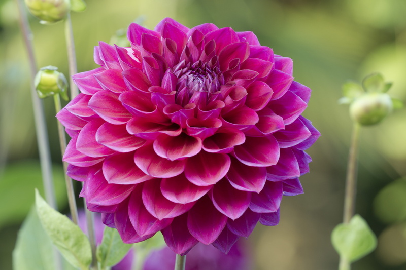 dahlia garden, 4K, growth, no people, late summer, petal, dahlia flower, purple, pink color, beauty in nature, vulnerability, mainau, nature, freshness