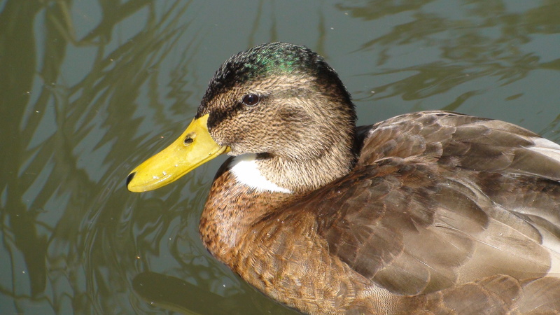 feather, wildlife, nature, animal, day, swimming, outdoors, beak, brown, mainau, animal themes, vertebrate, water, poultry, waterfront, swimming Animal