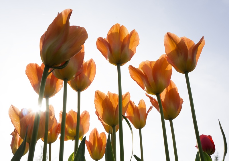tulip, flowers, plant stem, mainau, freshness, orange, yellow, outdoors, flowering plant, flower, petal, low angle view, 1080P, sky, beauty In Nature