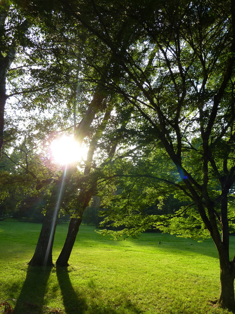 branches, park, growth, trunk, sun, leaf, tree, tranquility, nature, solar flare, bright, tree trunk, sunlight, sunbeam, lens flare, somme, scenics - nature
