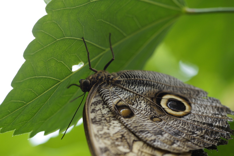 no people, animals in the wild, animal head, tree, mainau island, owl butterfly, spot, wing, tropical, nature, lizard, vertebrate, reptile, 5K, leaf, animal scale