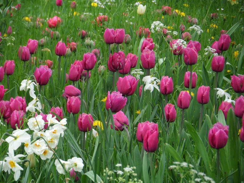 pink, flower, green, growth, field, pink color, day, 4K, nature, plant, flowering plant, tulips, violet, purple, botany, flowerbed, no people, flower head