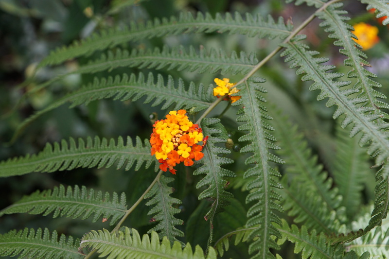 flower, flowering plant, lake constance, bloom, close-up, fern, yellow, tree, no people, botany, petal, close, leaf, plant part, flower head, fragility