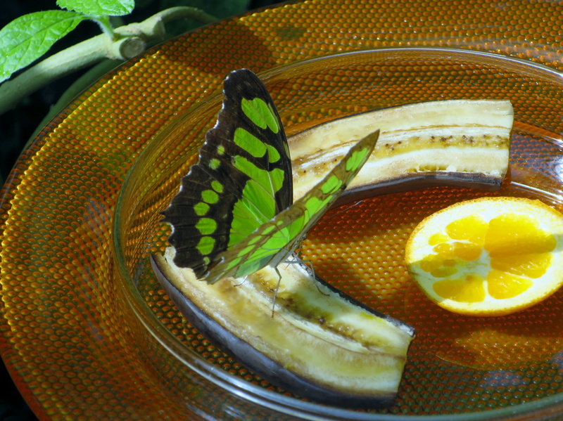 food, plate, butterfly house, food and drink, mainau island, indoors, no people, freshness, wellbeing, indulgence, close-up, 4K, animal, healthy eating