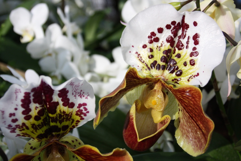 flower head, plant, flora, growth, petals, springtime, island, mainau, close-up, flowering plant, season, botany, inflorescence, stamen, white, orchids