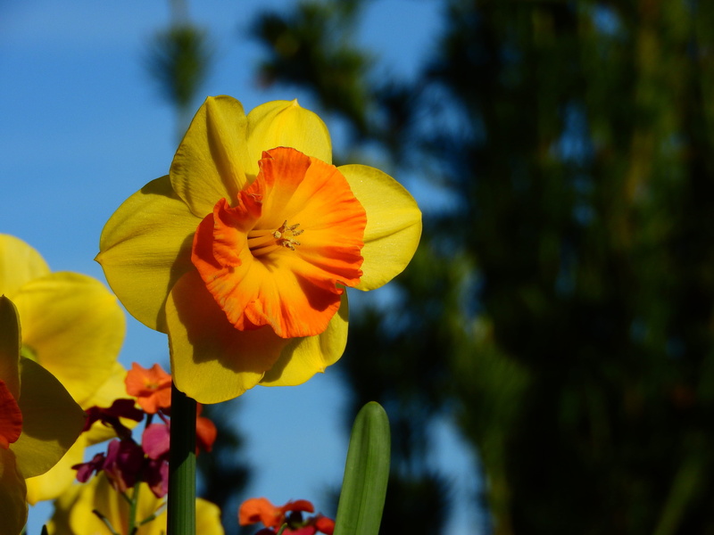 vulnerability, bright, day, pollen, flora, plant, flowers, mainau, 4K, petal, no people, freshness, bloom, flower, spring flowers, spring, nature, garden