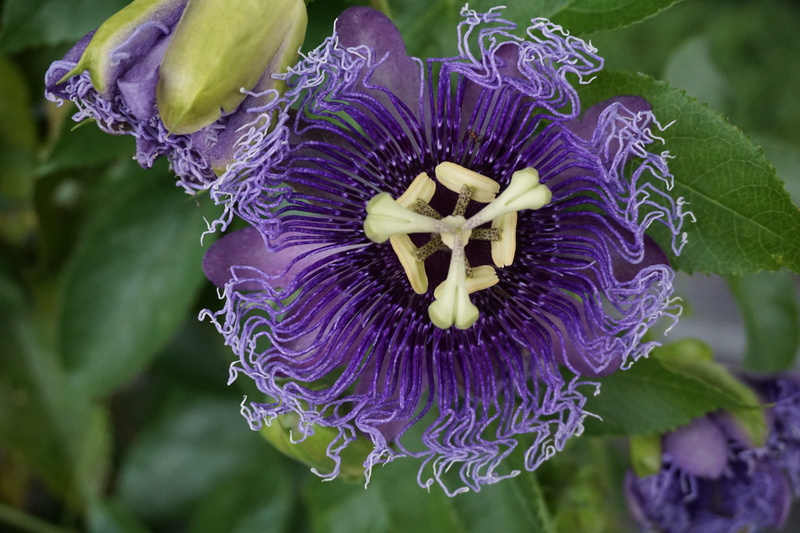 flowering plant, plant, freshness, 5K, mainau island, growth, passion flower, purple, focus on foreground, iris - plant, flower head, close-up, flower