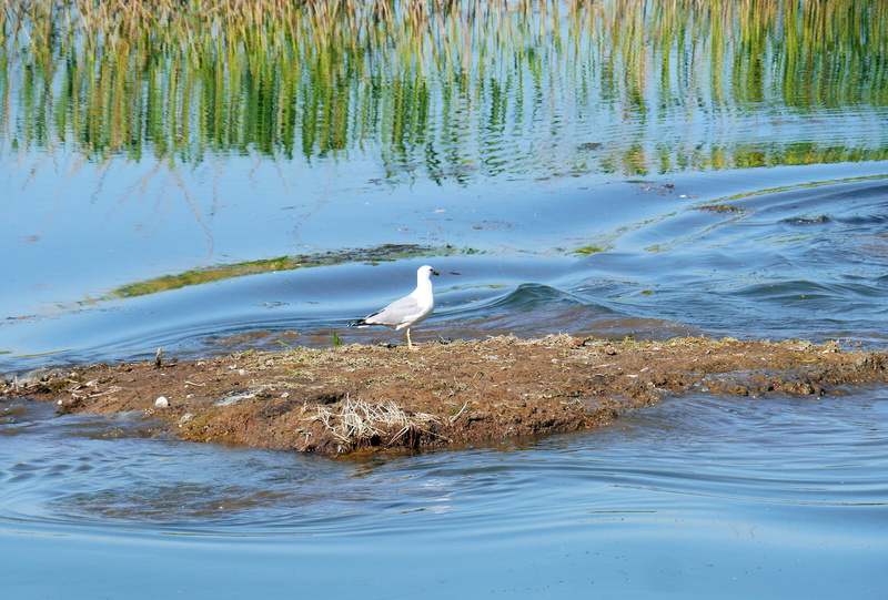 riparian zone, swamp, world heritage site, romania, mirroring, day, aquatic plants, danube delta, vertebrate, great egret, water, beauty in nature, no people