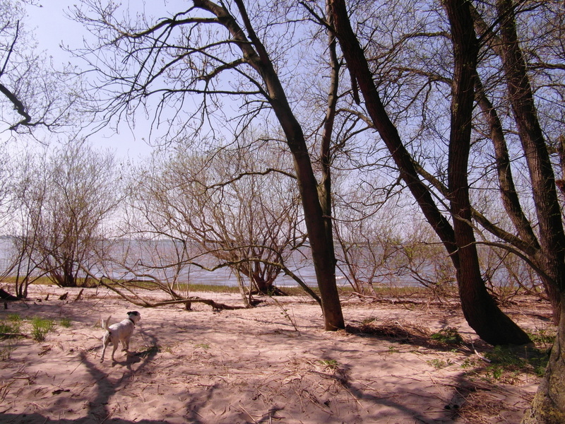 animal themes, no people, 4K, elbe, plant, scenics - nature, outdoors, tree, day, animal, nature conservation, trees, bare tree, vertebrate, beach, non-urban scene