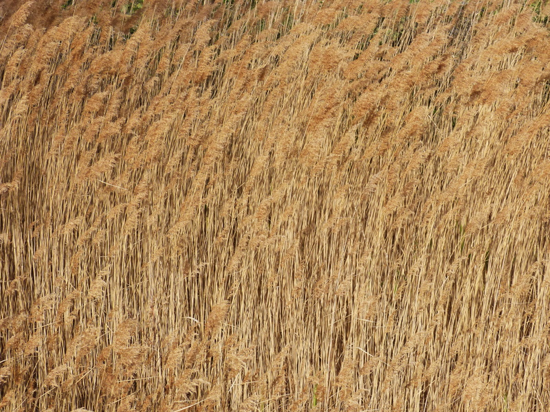 cereal plant, full frame, field, day, crop, farm, plant, agriculture, 4K, textured, brown, cañas, outdoors, rural scene, tranquility, landscape, growth