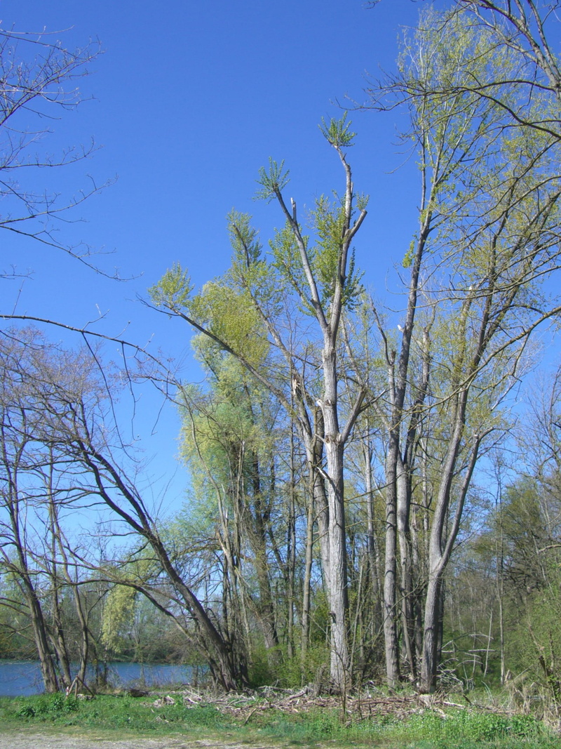 scenics - nature, storm damage, clear sky, day, non-urban scene, kahl, butt, field, plant, Spring, outdoors, 2K, Tops, bare tree, scenics, storm, water