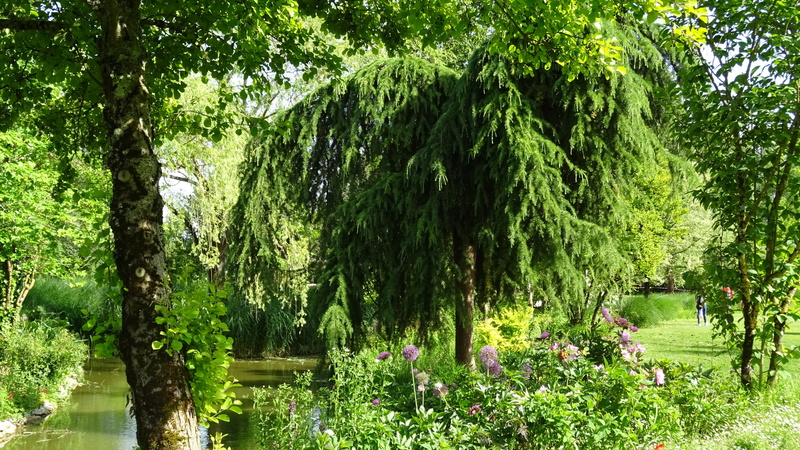park, park - man made space, nature, growth, incidental people, tree, willow tree, tranquility, water, plant, green color, forest, flower, day, vegetation