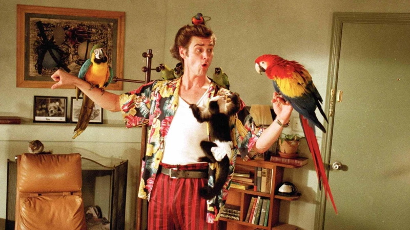 ace ventura pet detective, 1080P