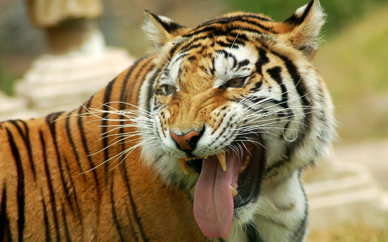 animals, big cats, tiger, 2K, tongues