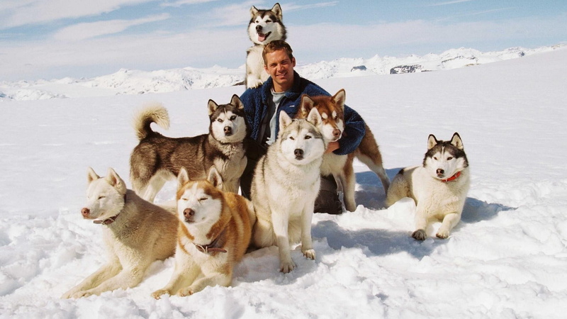 six, Truman, animal themes, Jack, group of animals, wolves, pets, togetherness, Dewey, nature, sled dog, mammal, Shorty, purebred dog, day, cold temperature