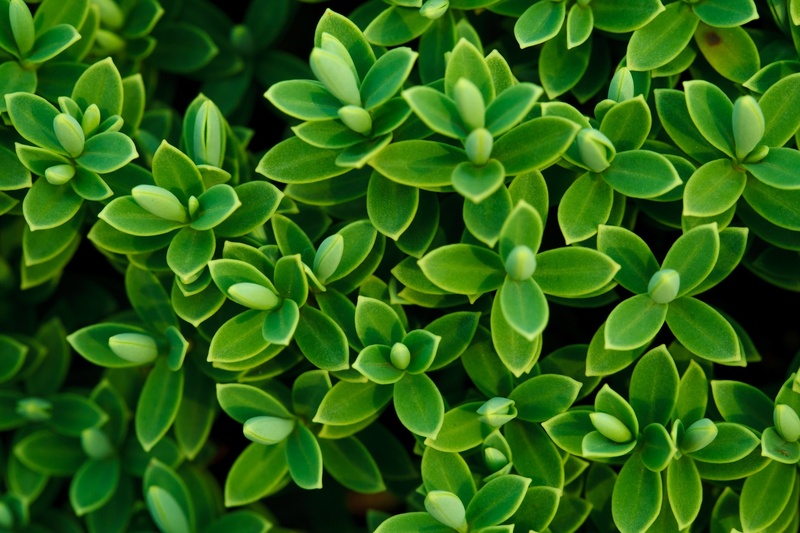 nature, spring, foliage, texture, beauty in nature, close-up, high angle view, bush, tranquility, full frame, field, freshness, leafed, 1080P, color, sunlight