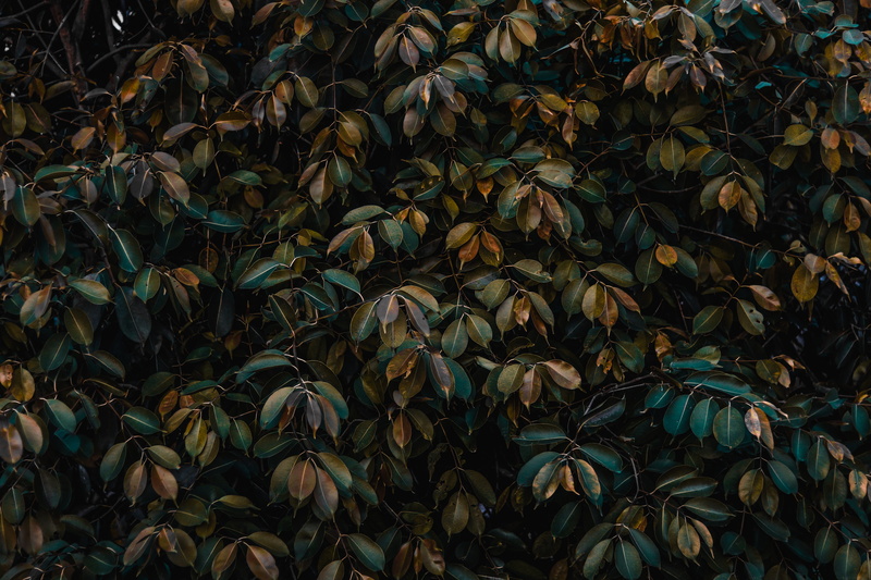 pattern, land, painting, acanthaceae, outdoors, tranquility, blueberry, leafed, food, leaf, animal, tree, growth, blue, backgrounds, day, abundance, leaves