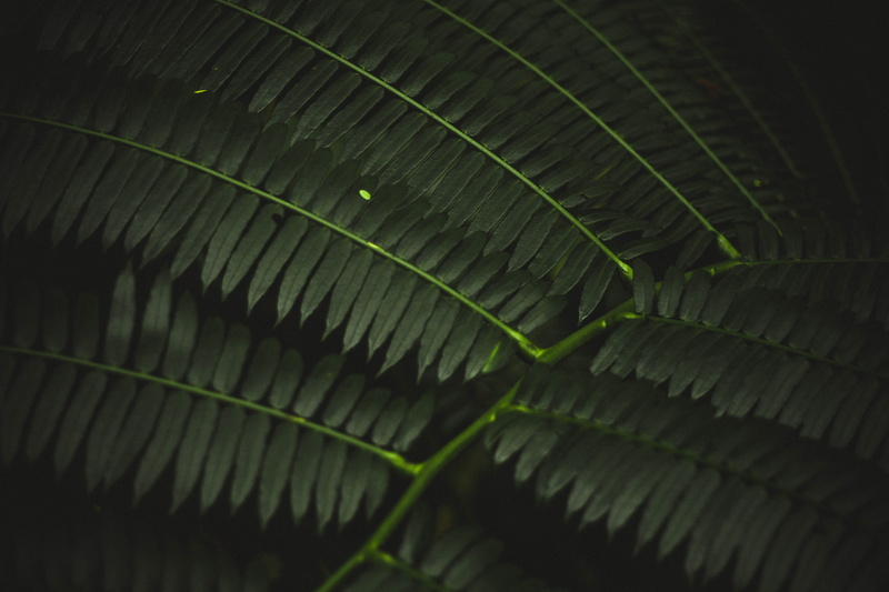 natural pattern, green, plant part, close up, focus, photography, day, abstract, tranquility, leafed, close-up, nature, macro, foliage, growth, bush, 5K