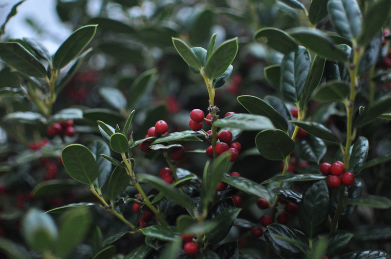 berries, beauty in nature, freshness, cold, ripe, green color, tree, bud, leaf, food and drink, no people, growth, nature, wellbeing, fruit, healthy eating
